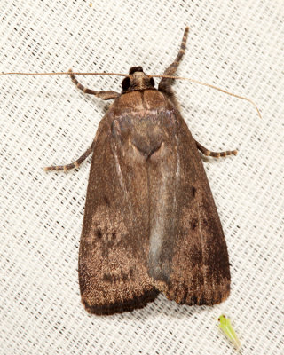 9639 - Mouse Moth - Amphipyra tragopoginis