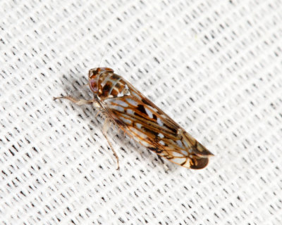 Scaphoideus immistus