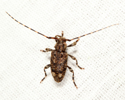 Astyleiopus variegatus