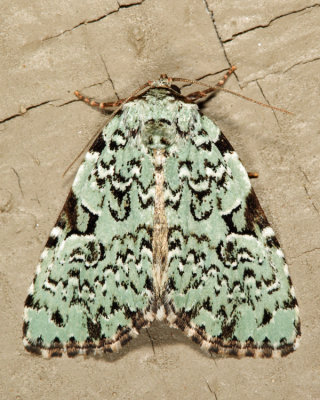 9065 - Green Leuconycta - Leuconycta diphtheroides