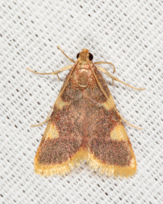 5524 - Clover Hayworm Moth - Hypsopygia costalis