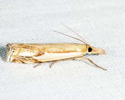 5362  Double-banded Grass-veneer  Crambus agitatellus