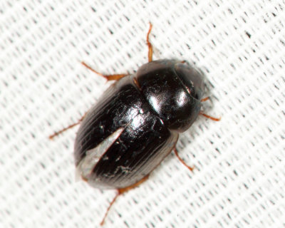 Hydrobius fuscipes