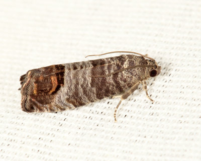 3492 - Codling Moth - Cydia pomonella