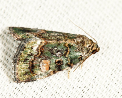 9051 - Small Mossy Lithacodia - Lithacodia musta