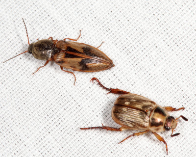 Pseudanostirus hieroglyphicus & Oriental Beetle - Anomala orientalis