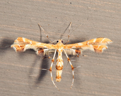 6091  Grape Plume Moth  Geina periscelidactylus