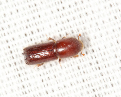 Xyleborus celsus
