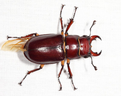 Reddish-brown Stag Beetle - Lucanus capreolus