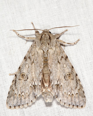 9200  American Dagger  Acronicta americana