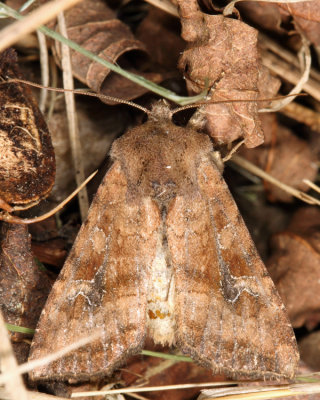 9454 - Veiled Ear Moth - Loscopia velata