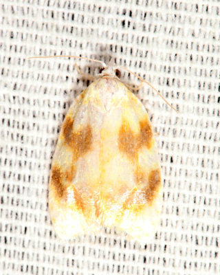 3503 - Oak Leaftier Moth - Acleris semipurpurana