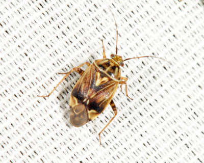 Tarnished Plant Bug - Lygus lineolaris