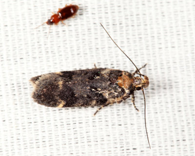 2077 - Chionodes formosella & Acupalpus sp. Ground Beetle