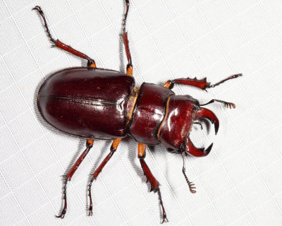 Reddish-brown Stag Beetle - Lucanus capreolus