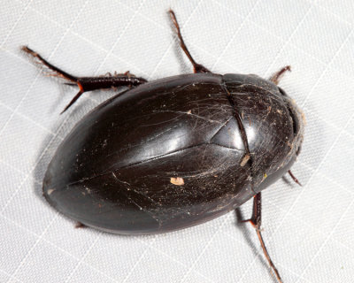 Giant Water Scavenger Beetle - Hydrophilus ovatus