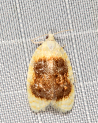 3503 - Oak Leaftier Moth - Acleris semipurpurana