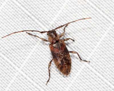 Sternidius alpha