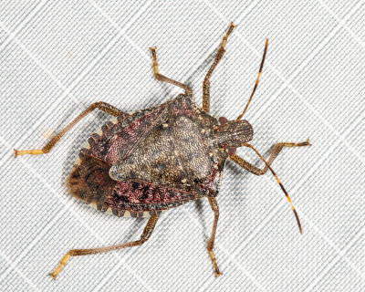 Brown Marmorated Stink Bug - Halyomorpha halys