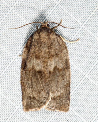 3637 - Large Aspen Tortrix - Choristoneura conflictana