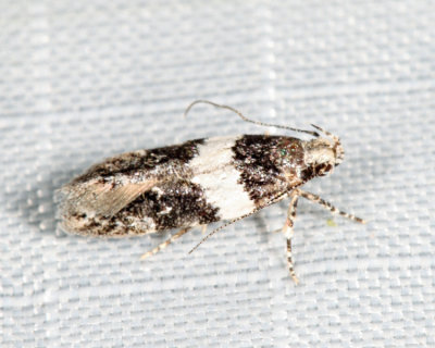 1857 – Pubitelphusa latifasciella