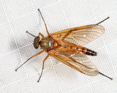 Marsh Snipe Fly - Rhagio tringarius