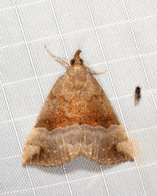 8447 - Gray-edged Hypena - Hypena madefactalis