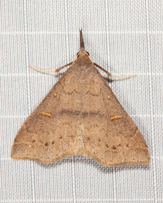8386 – Speckled Renia – Renia adspergillus