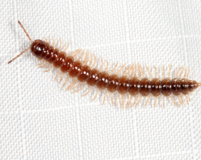 Greenhouse Millipede - Oxidus gracilis