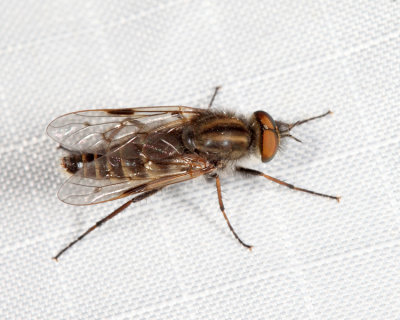 Thereva frontalis