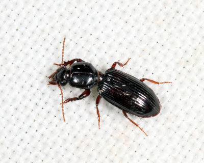 Clivina americana