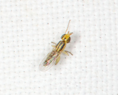 Meromyza sp.