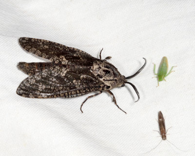 2693 - Carpenterworm Moth - Prionoxystus robiniae 