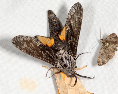 2693 - Carpenterworm Moth - Prionoxystus robiniae