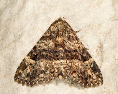 8499 - Common Fungus Moth - Metalectra discalis