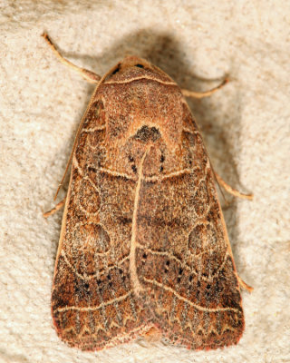 g12/94/339594/3/169464739.J9EXfIJ1.jpg