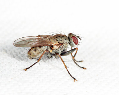 Tiger Fly - Coenosia tigrina