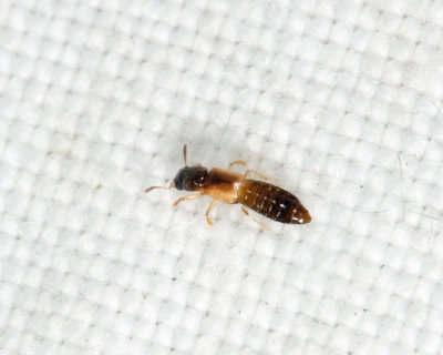 Bledius sp.