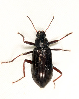 Strongylium terminatum