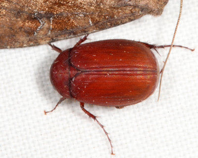 Asiatic Garden Beetle - Maladera castanea