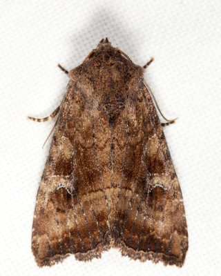 9454 - Veiled Ear Moth - Loscopia velata