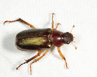 Dichelonyx linearis