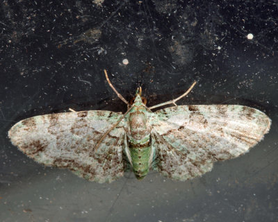 7625 - Green Pug - Pasiphila rectangulata