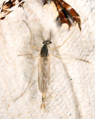 Phantom Midge - Chaoborus sp.