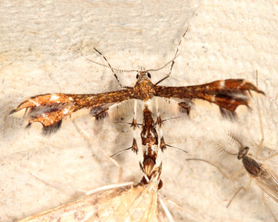  6092 - Himmelman's Plume Moth - Geina tenuidactylus