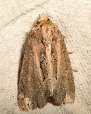 9433 - Chang Borer Moth - Xylomoia chagnoni
