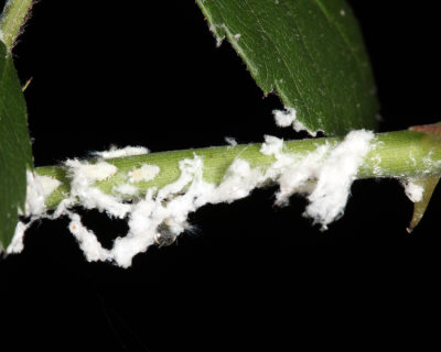 Wooly Aphids on rose - Eriosomatinae