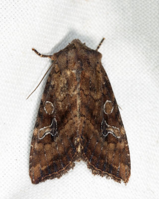 9454 - Veiled Ear Moth - Loscopia velata