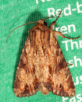 9333  Wood-colored Apamea  Apamea lignicolora