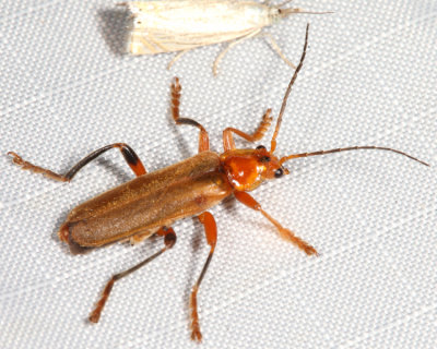 Cantharis livida